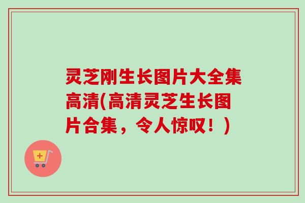 灵芝刚生长图片大全集高清(高清灵芝生长图片合集，令人惊叹！)