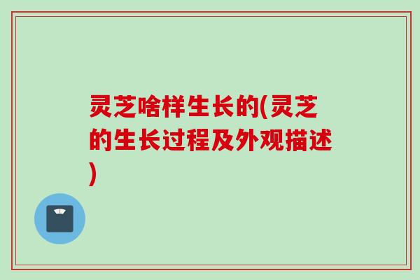 灵芝啥样生长的(灵芝的生长过程及外观描述)
