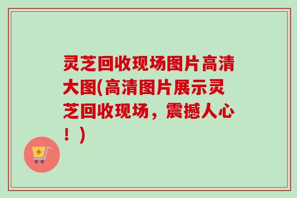 灵芝回收现场图片高清大图(高清图片展示灵芝回收现场，震撼人心！)