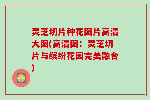 灵芝切片种花图片高清大图(高清图：灵芝切片与缤纷花园完美融合)