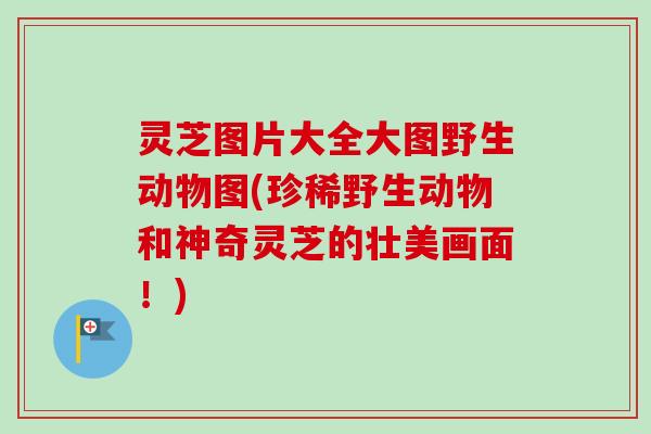 灵芝图片大全大图野生动物图(珍稀野生动物和神奇灵芝的壮美画面！)