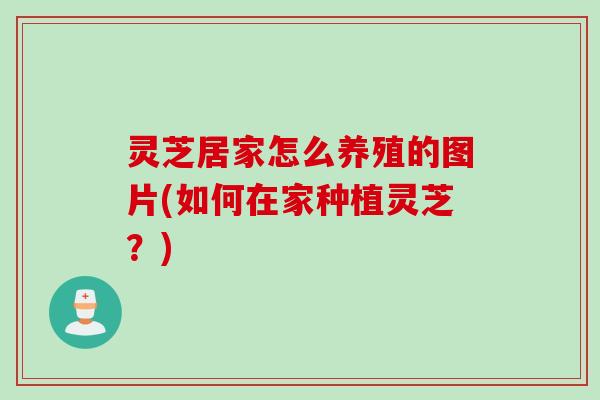 灵芝居家怎么养殖的图片(如何在家种植灵芝？)