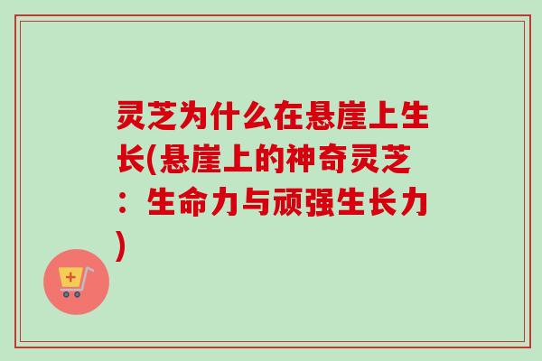 灵芝为什么在悬崖上生长(悬崖上的神奇灵芝：生命力与顽强生长力)
