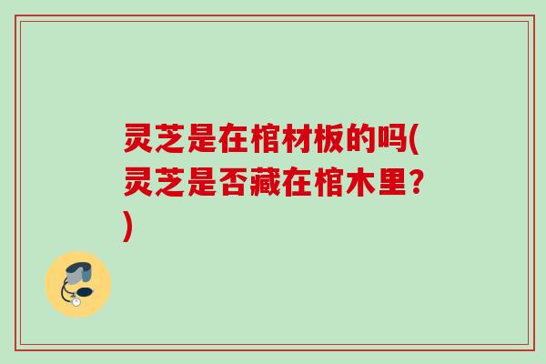 灵芝是在棺材板的吗(灵芝是否藏在棺木里？)