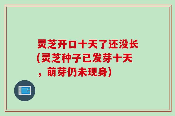 灵芝开口十天了还没长(灵芝种子已发芽十天,萌芽仍未现身) 灵芝开口十天了还没长(灵芝种子已发芽十天,萌芽仍未现身)