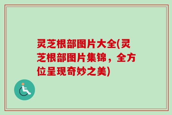 灵芝根部图片大全(灵芝根部图片集锦,全方位呈现奇妙之美) 灵芝根部图片大全(灵芝根部图片集锦,全方位呈现奇妙之美)