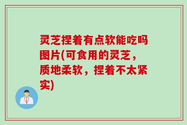 灵芝捏着有点软能吃吗图片(可食用的灵芝，质地柔软，捏着不太紧实)