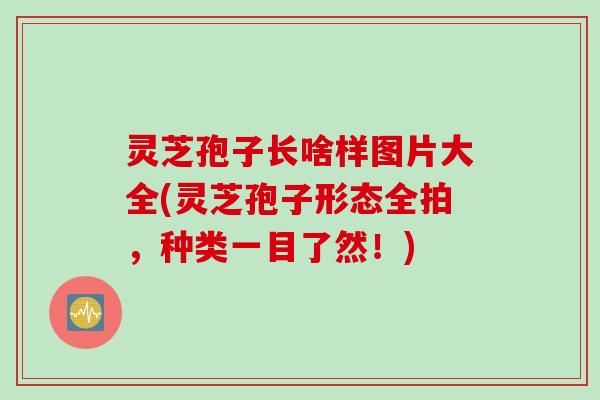 灵芝孢子长啥样图片大全(灵芝孢子形态全拍，种类一目了然！)