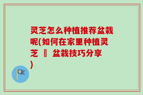 灵芝怎么种植推荐盆栽呢(如何在家里种植灵芝 – 盆栽技巧分享)
