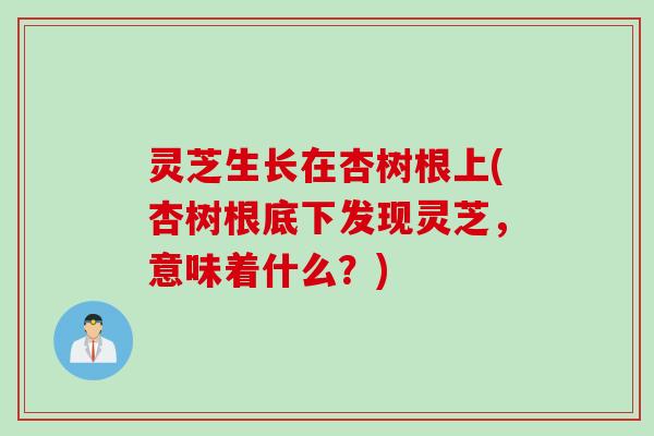 灵芝生长在杏树根上(杏树根底下发现灵芝，意味着什么？)