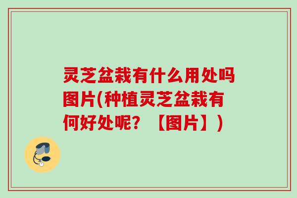 灵芝盆栽有什么用处吗图片(种植灵芝盆栽有何好处呢？【图片】)