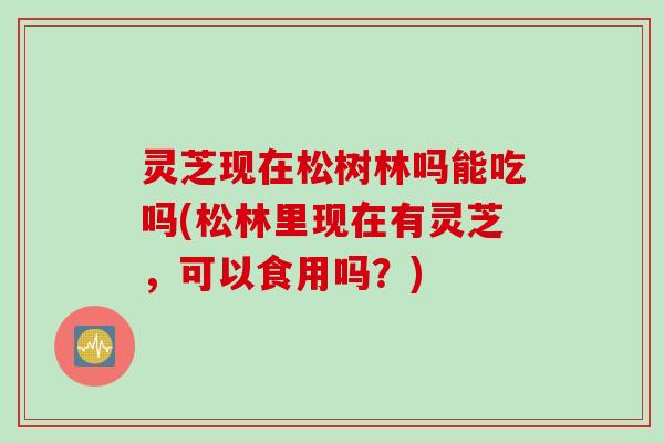 灵芝现在松树林吗能吃吗(松林里现在有灵芝，可以食用吗？)