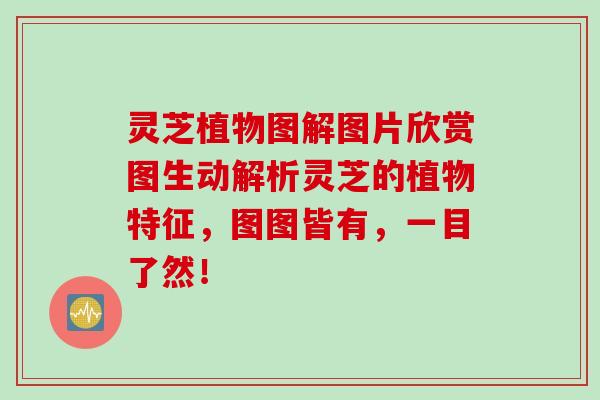 灵芝植物图解图片欣赏图生动解析灵芝的植物特征,图图皆有,一目了然! 灵芝植物图解图片欣赏图生动解析灵芝的植物特征,图图皆有,一目了然!