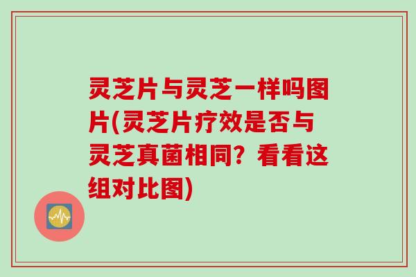 灵芝片与灵芝一样吗图片(灵芝片疗效是否与灵芝真菌相同？看看这组对比图)