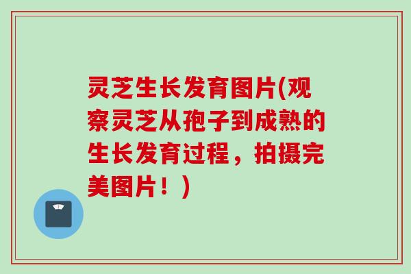 灵芝生长发育图片(观察灵芝从孢子到成熟的生长发育过程,拍摄完美图片!) 灵芝生长发育图片(观察灵芝从孢子到成熟的生长发育过程,拍摄完美图片!)