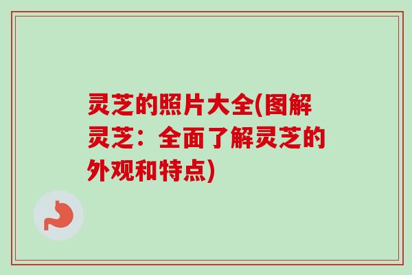 灵芝的照片大全(图解灵芝:全面了解灵芝的外观和特点) 灵芝的照片大全(图解灵芝:全面了解灵芝的外观和特点)