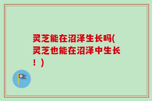 灵芝能在沼泽生长吗(灵芝也能在沼泽中生长！)