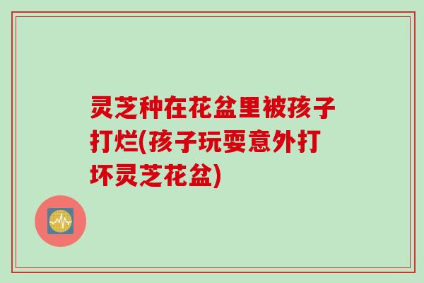 灵芝种在花盆里被孩子打烂(孩子玩耍意外打坏灵芝花盆)