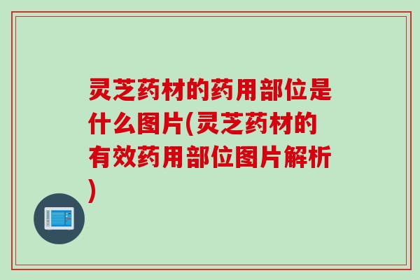 灵芝药材的药用部位是什么图片(灵芝药材的有效药用部位图片解析)