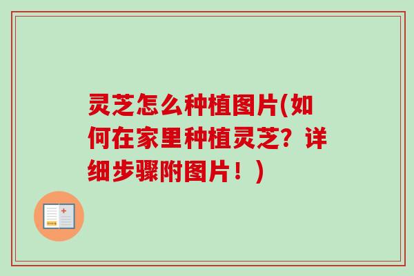 灵芝怎么种植图片(如何在家里种植灵芝？详细步骤附图片！)