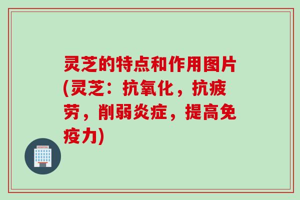 灵芝的特点和作用图片(灵芝：抗氧化，抗疲劳，削弱炎症，提高免疫力)