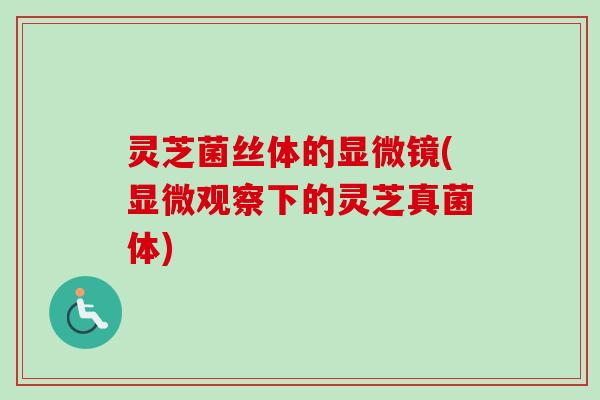 灵芝菌丝体的显微镜(显微观察下的灵芝真菌体)