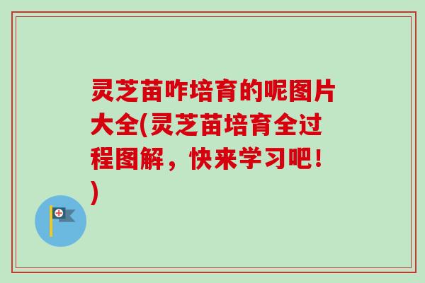 灵芝苗咋培育的呢图片大全(灵芝苗培育全过程图解，快来学习吧！)