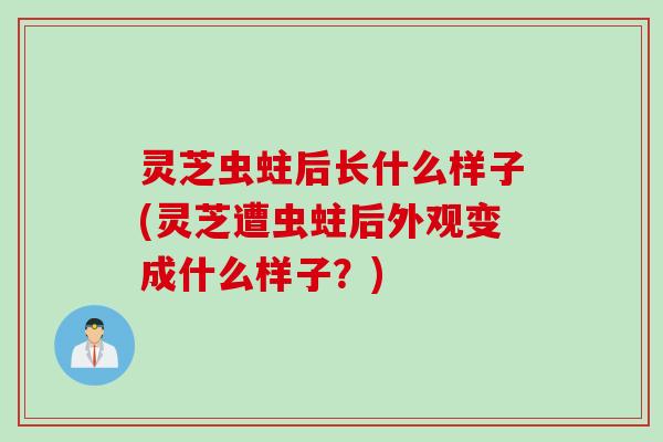 灵芝虫蛀后长什么样子(灵芝遭虫蛀后外观变成什么样子？)