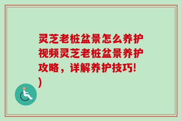 灵芝老桩盆景怎么养护视频灵芝老桩盆景养护攻略，详解养护技巧!)