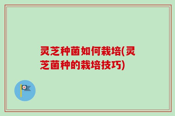 灵芝种菌如何栽培(灵芝菌种的栽培技巧)
