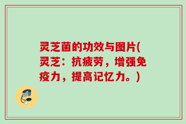 灵芝菌的功效与图片(灵芝：抗疲劳，增强免疫力，提高记忆力。)
