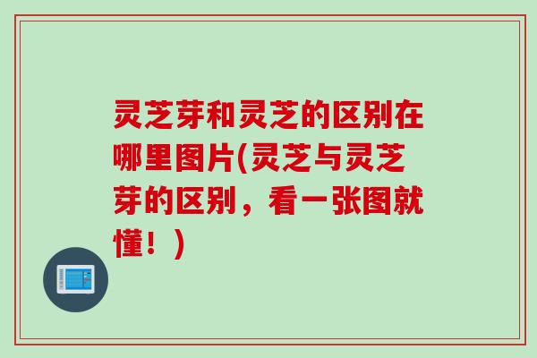 灵芝芽和灵芝的区别在哪里图片(灵芝与灵芝芽的区别，看一张图就懂！)