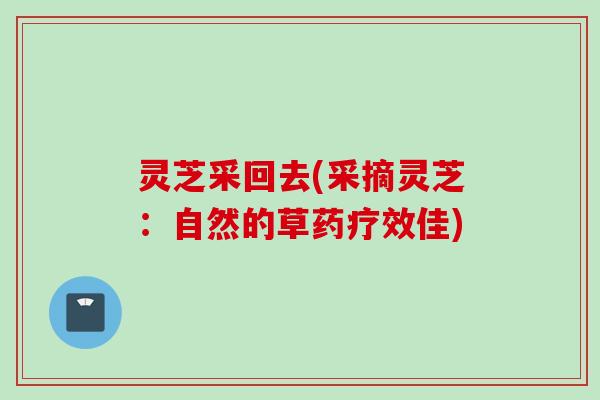灵芝采回去(采摘灵芝:自然的草药疗效佳) 灵芝采回去(采摘灵芝:自然的草药疗效佳)