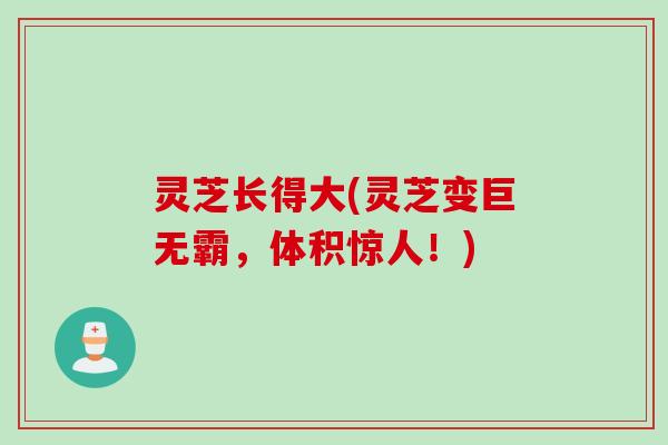 灵芝长得大(灵芝变巨无霸,体积惊人!) 灵芝长得大(灵芝变巨无霸,体积惊人!)
