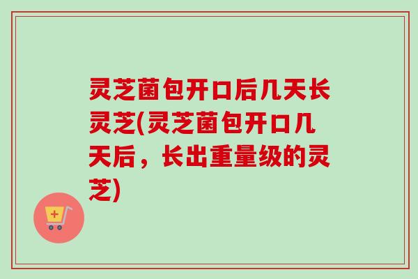灵芝菌包开口后几天长灵芝(灵芝菌包开口几天后，长出重量级的灵芝)