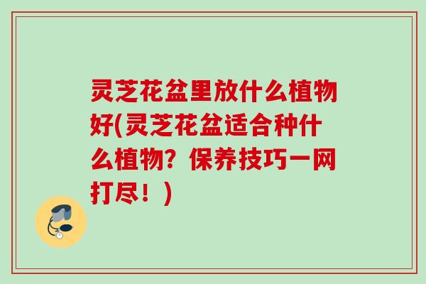 灵芝花盆里放什么植物好(灵芝花盆适合种什么植物？保养技巧一网打尽！)