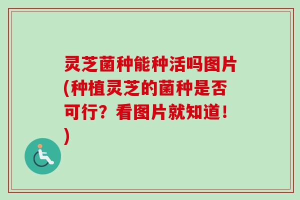 灵芝菌种能种活吗图片(种植灵芝的菌种是否可行?看图片就知道!) 灵芝菌种能种活吗图片(种植灵芝的菌种是否可行?看图片就知道!)