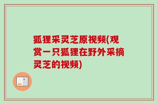 狐狸采灵芝原视频(观赏一只狐狸在野外采摘灵芝的视频) 狐狸采灵芝原视频(观赏一只狐狸在野外采摘灵芝的视频)