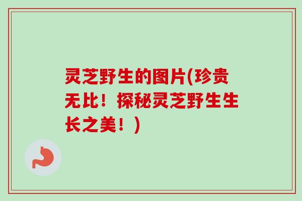 灵芝野生的图片(珍贵无比！探秘灵芝野生生长之美！)