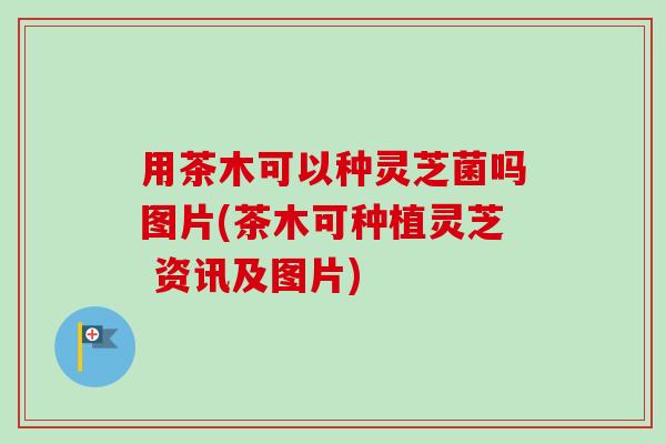 用茶木可以种灵芝菌吗图片(茶木可种植灵芝 资讯及图片)