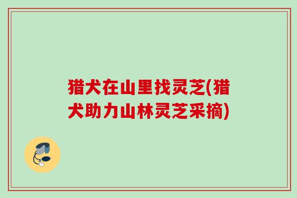 猎犬在山里找灵芝(猎犬助力山林灵芝采摘)