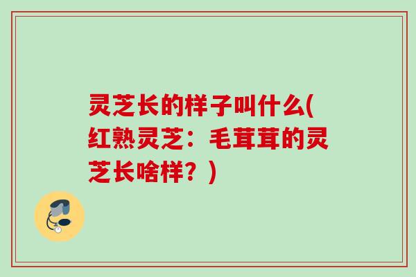 灵芝长的样子叫什么(红熟灵芝:毛茸茸的灵芝长啥样?) 灵芝长的样子叫什么(红熟灵芝:毛茸茸的灵芝长啥样?)
