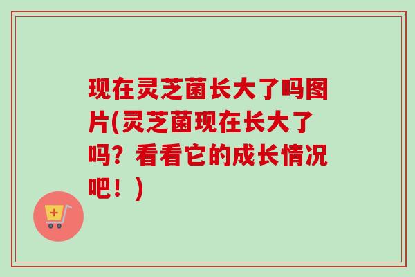 现在灵芝菌长大了吗图片(灵芝菌现在长大了吗？看看它的成长情况吧！)