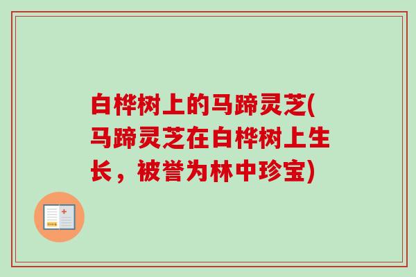 白桦树上的马蹄灵芝(马蹄灵芝在白桦树上生长，被誉为林中珍宝)