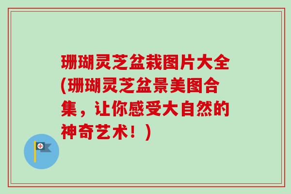 珊瑚灵芝盆栽图片大全(珊瑚灵芝盆景美图合集，让你感受大自然的神奇艺术！)
