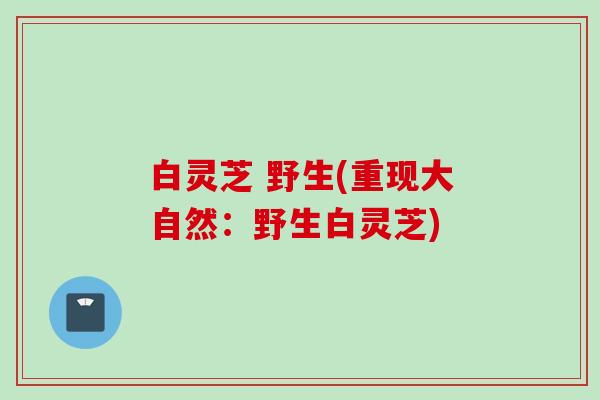 白灵芝 野生(重现大自然：野生白灵芝)