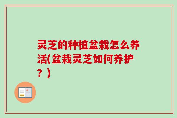 灵芝的种植盆栽怎么养活(盆栽灵芝如何养护？)