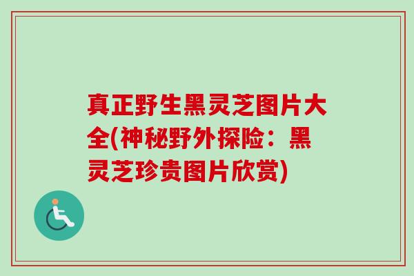 真正野生黑灵芝图片大全(神秘野外探险:黑灵芝珍贵图片欣赏) 真正野生黑灵芝图片大全(神秘野外探险:黑灵芝珍贵图片欣赏)