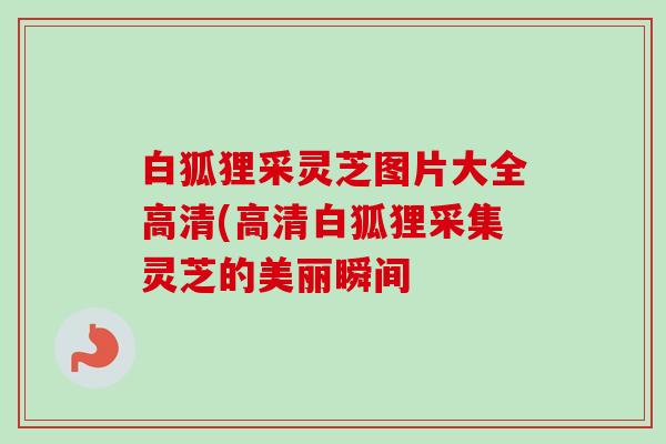 白狐狸采灵芝图片大全高清(高清白狐狸采集灵芝的美丽瞬间