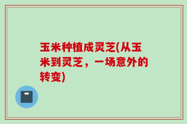 玉米种植成灵芝(从玉米到灵芝，一场意外的转变)